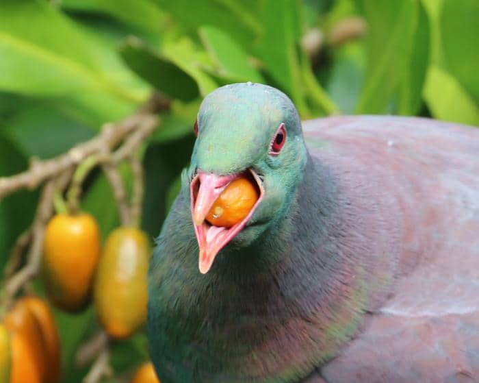 Photo of a Kererū with it's mouth full of karaka berry.