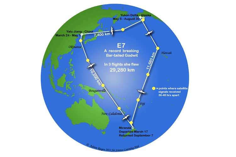 Earth's globe showing the very long flight path of godwit E7