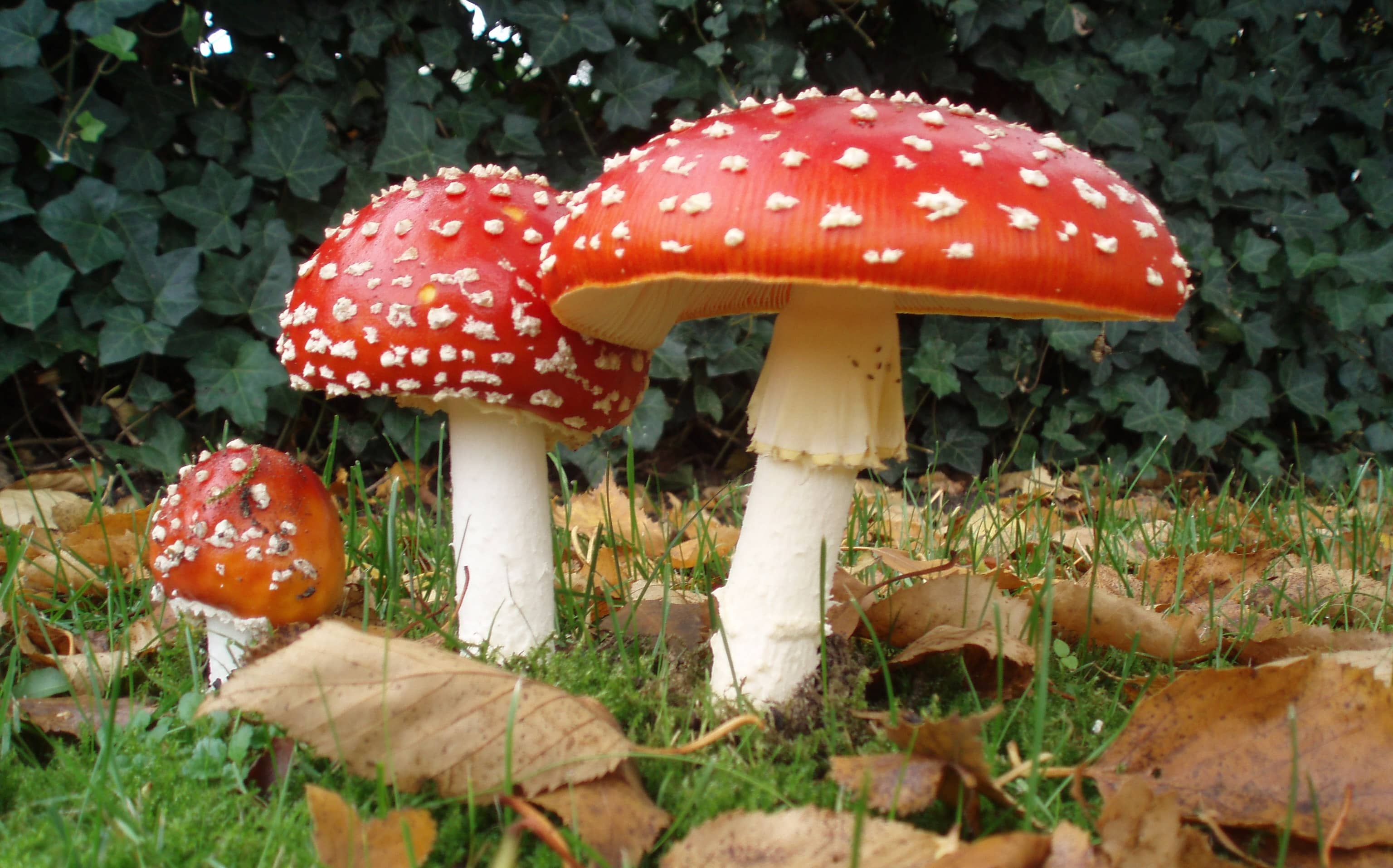 Three red capped mushrooms outside: Amanita muscaria.