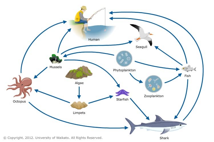 Diagram of a Marine food web.