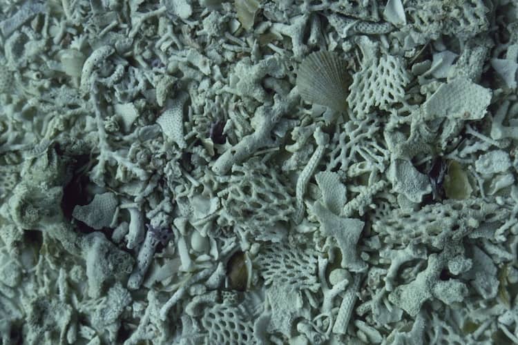 Ocean acidification and eggshells