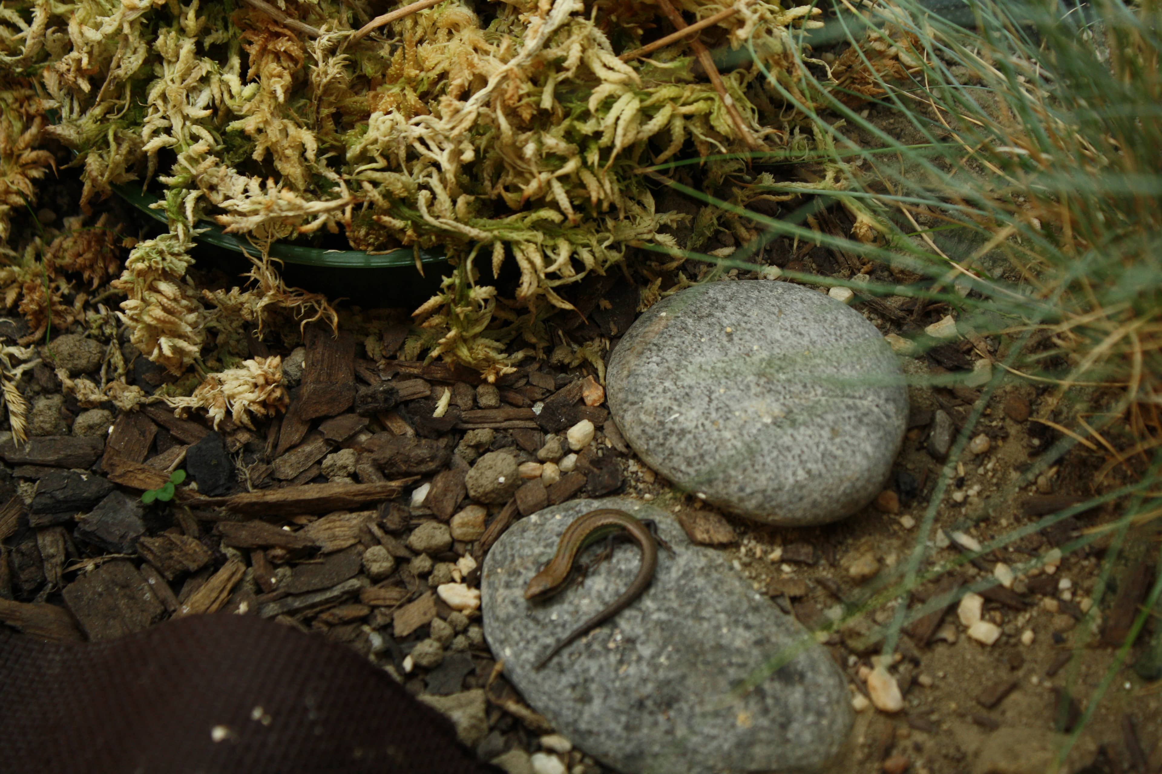 A basking common skink on a rock in captivity.