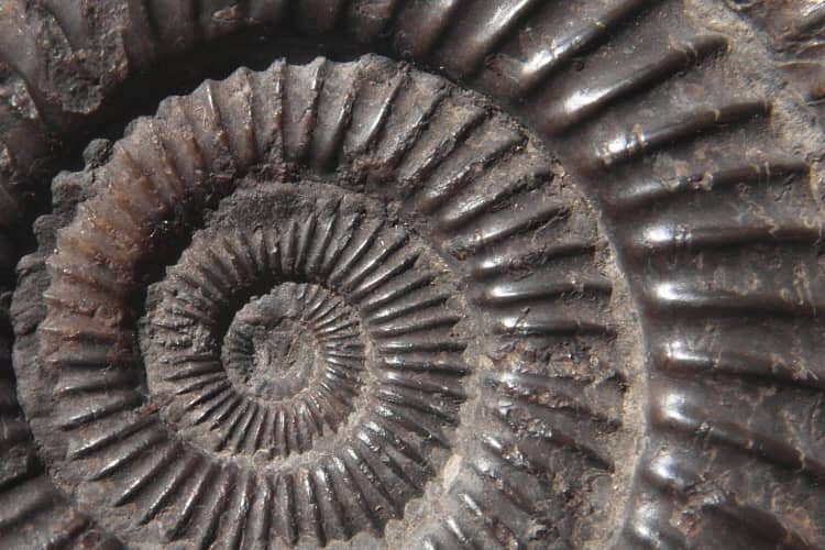 Fossil ammonite from the Mesozoic era.