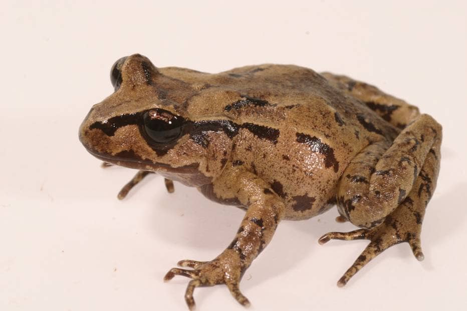 A brown speckled New Zealand’s native frog on a pale background