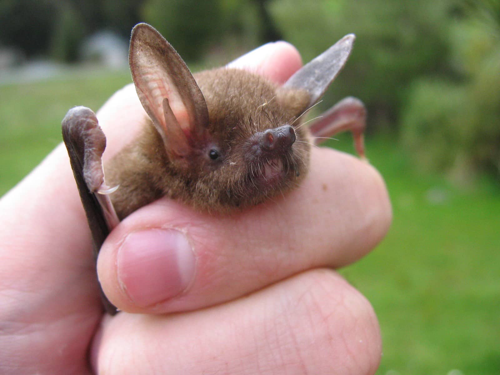 Hand holding a New Zealand lesser short-tailed bat.