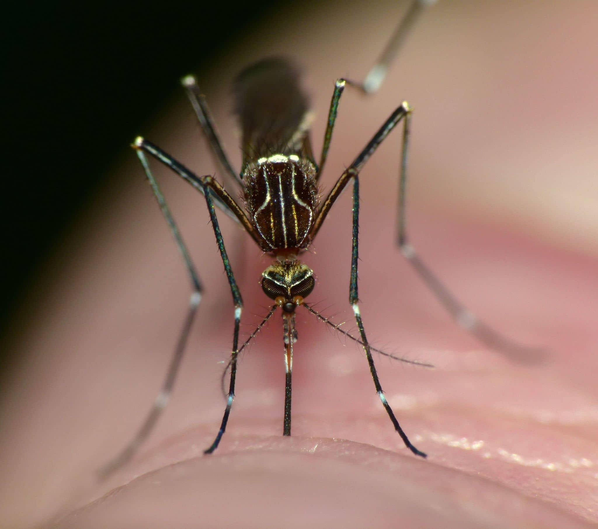 New Zealand Mosquito Census ❘ Te Tatauranga Waeroa o Aotearoa
