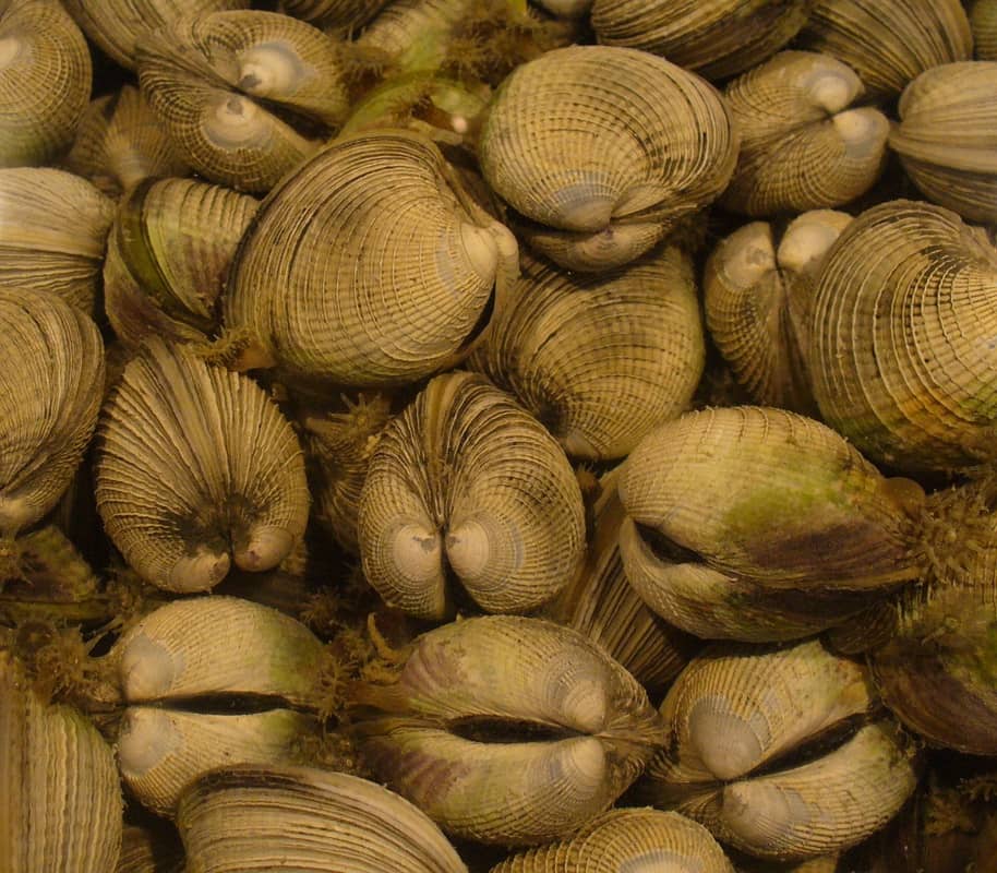 Group of New Zealand cockles (Austrovenus stutchburyi)