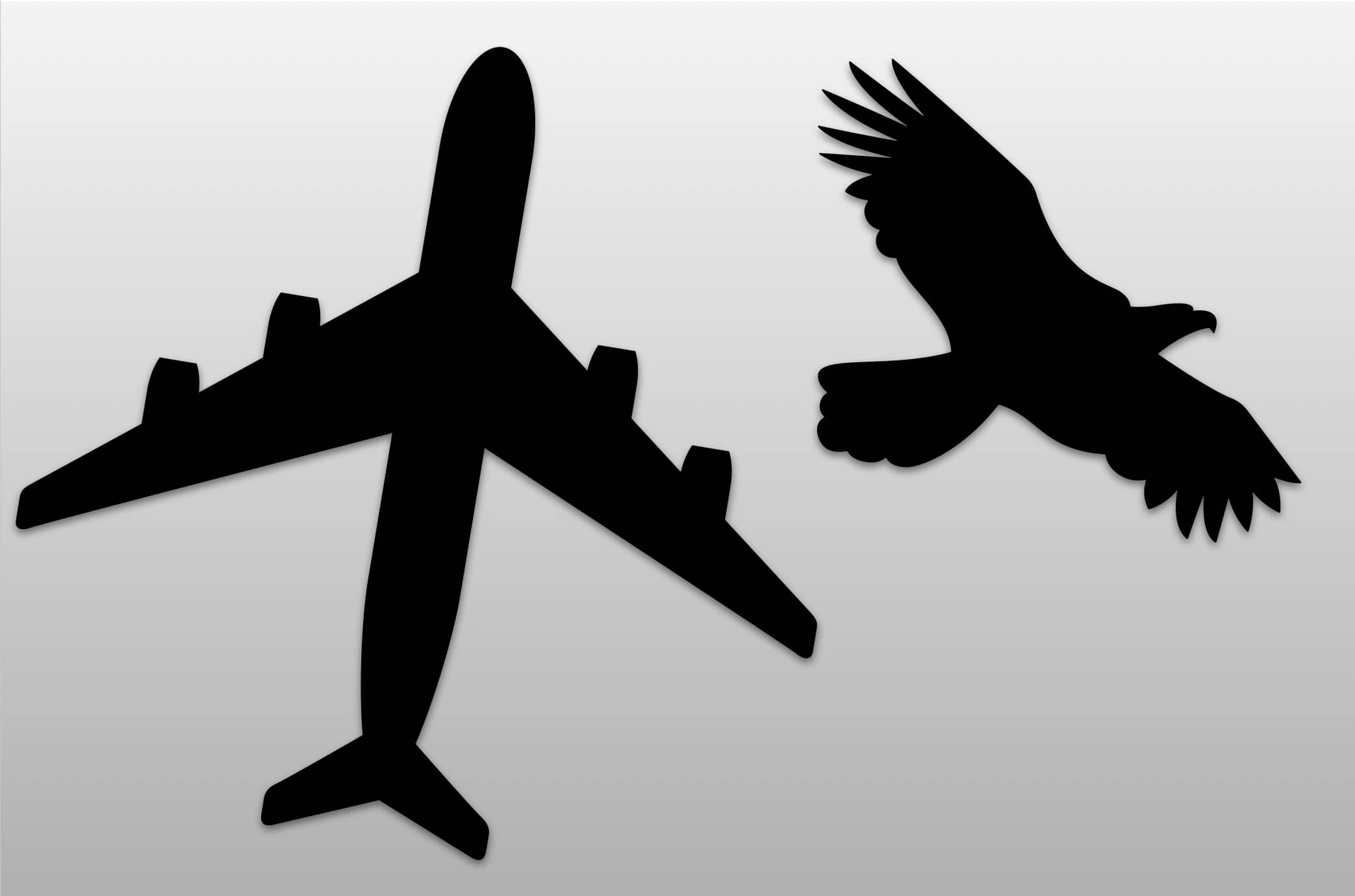 Black outline images of a plane and a bird in flight.