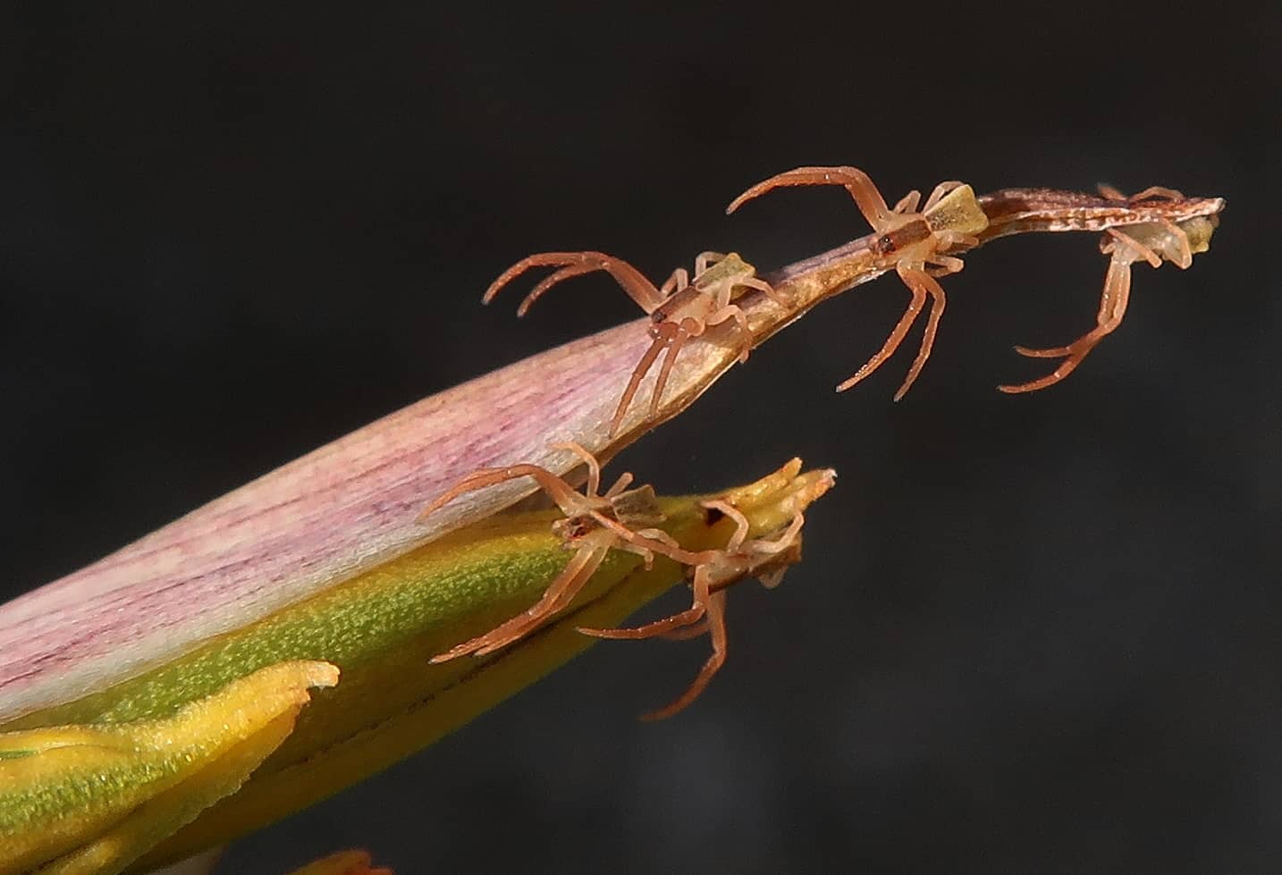 Five spiderlings with extended legs on a flower tip.