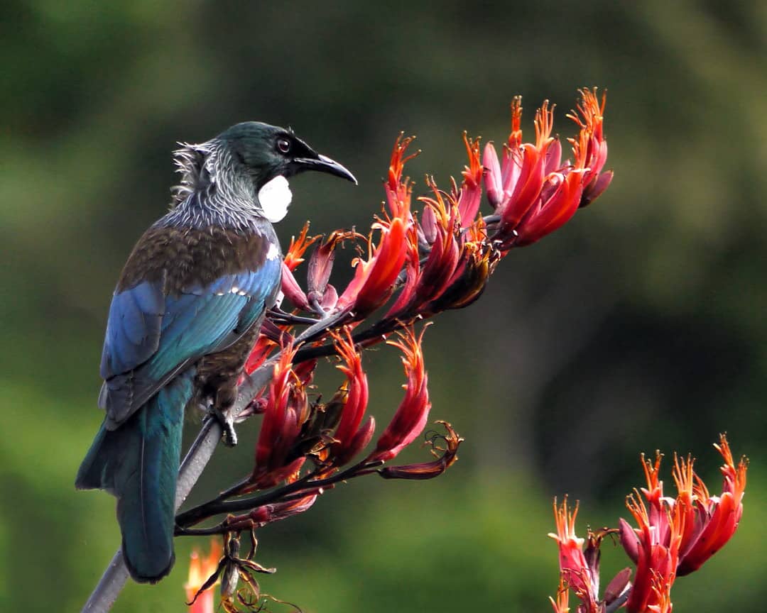Tūī (Prosthemadera novaeseelandiae) with red flax flowers