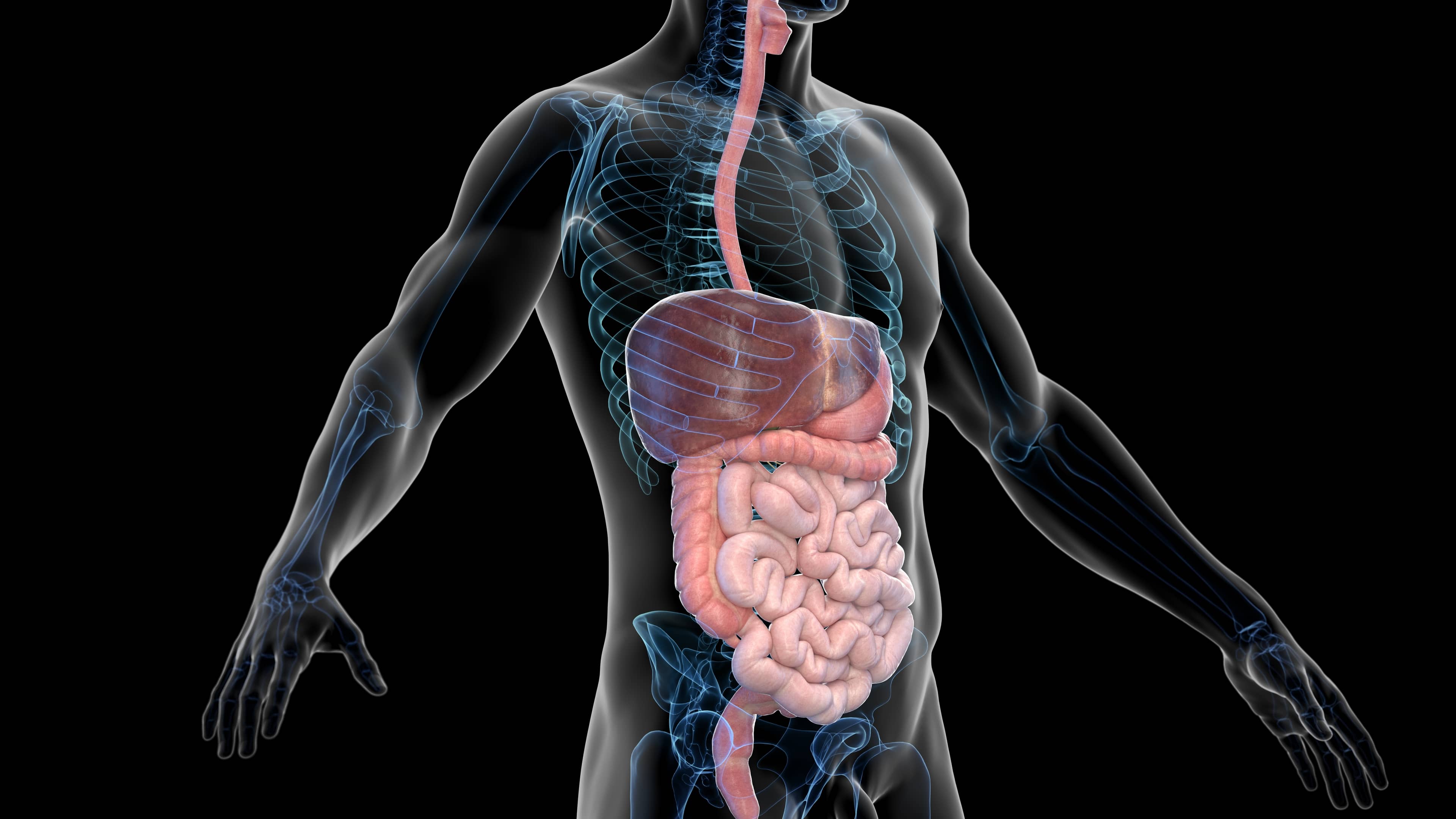 Illustration of the human digestive system.