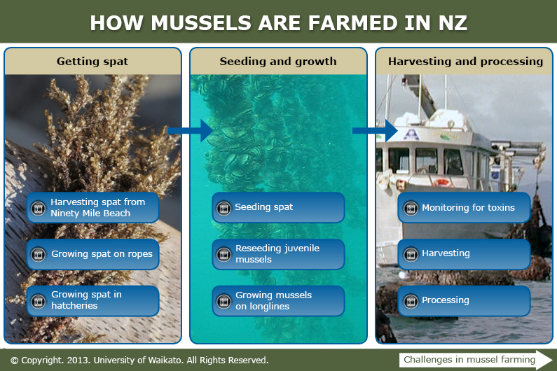 How mussels are farmed in New Zealand