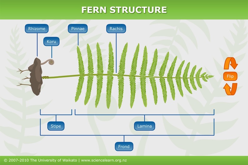 Fern structure