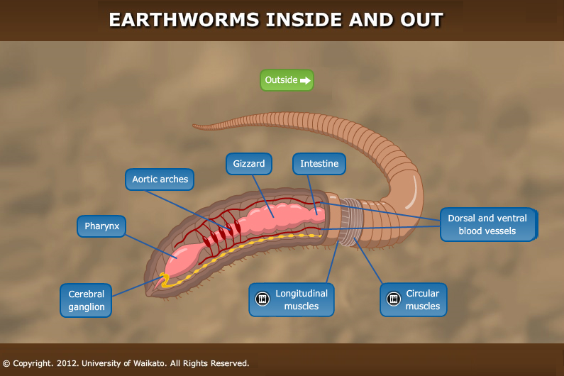 Inside of an earthworm — Science Learning Hub