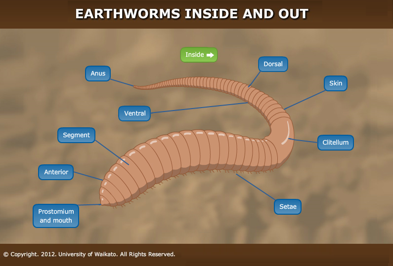 Outside of an earthworm — Science Learning Hub