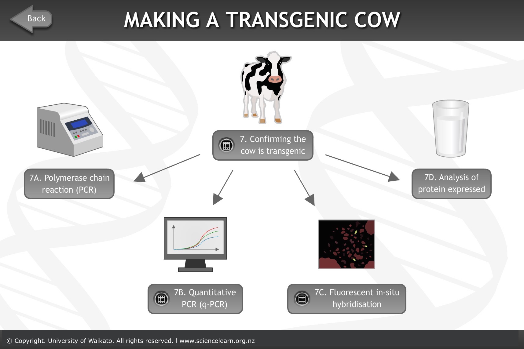 Techniques used to make transgenic cows — Science Learning Hub
