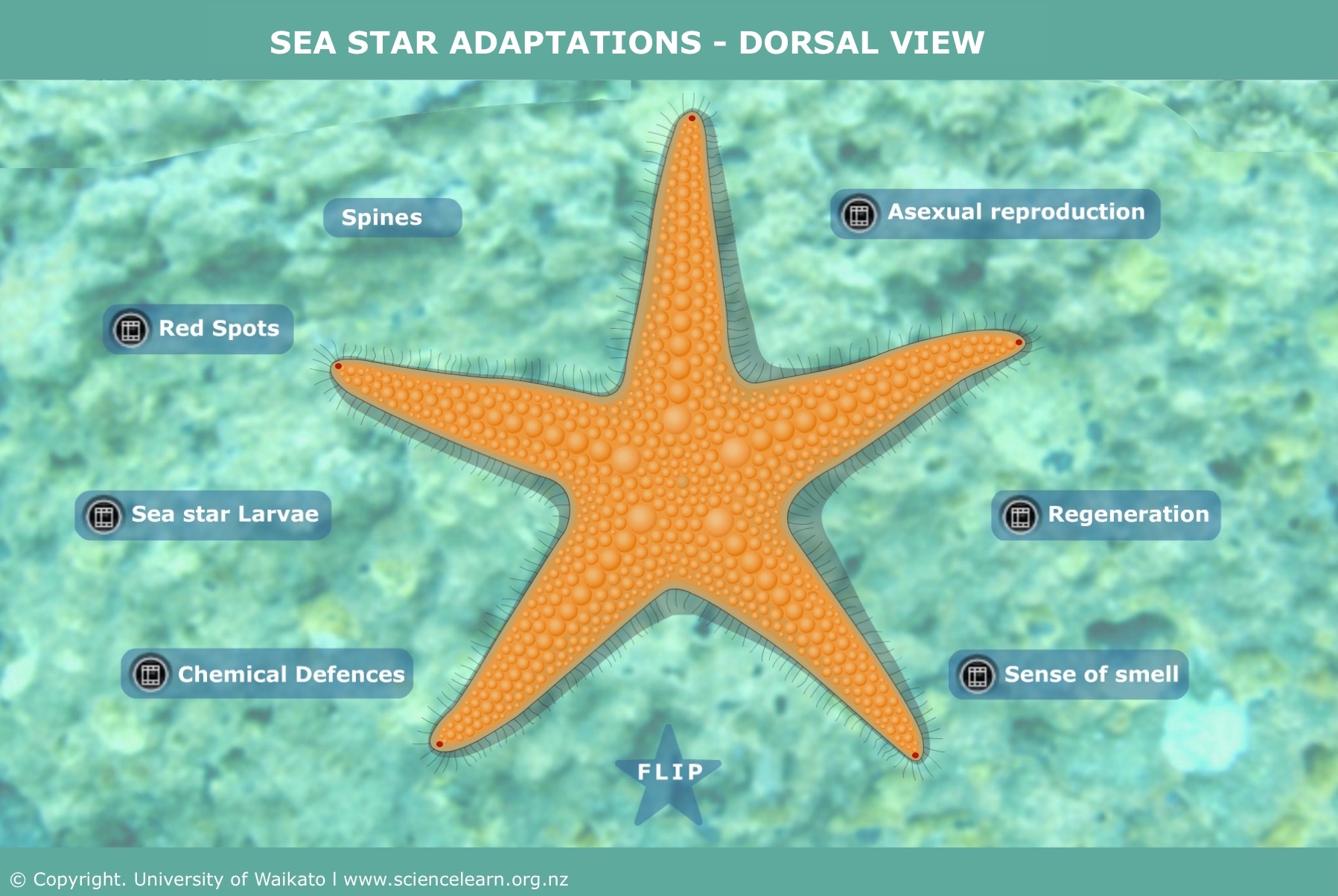 Marine organisms and adaptations — Science Learning Hub