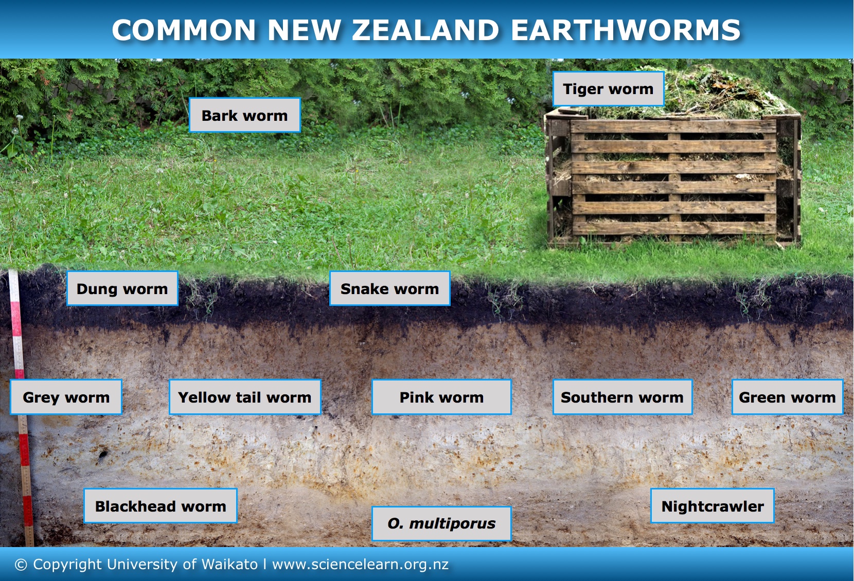 Common New Zealand earthworms – interactive. 