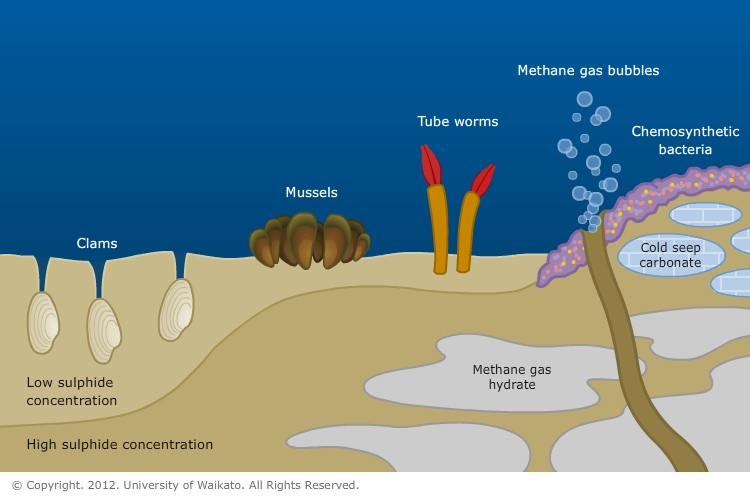 A typical cold-seep community — Science Learning Hub ocean ecosystem diagram 