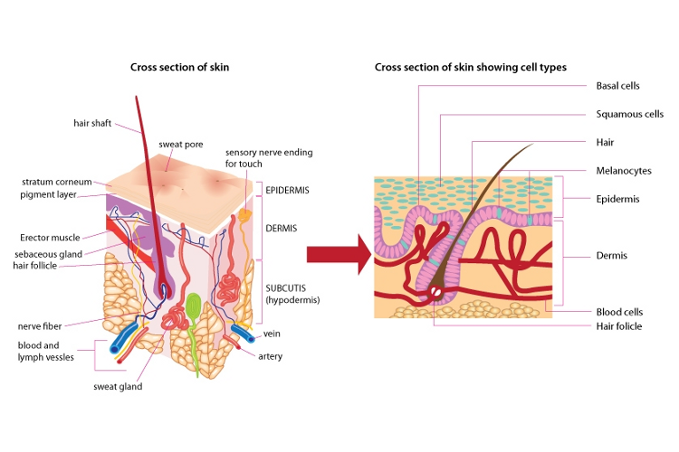 Skin structure — Science Learning Hub