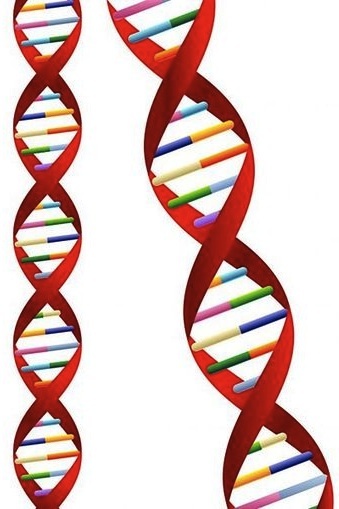 https://www.sciencelearn.org.nz/system/images/images/000/001/634/full/DNA-molecule20160805-15208-gyrrf7.jpg?1470372159