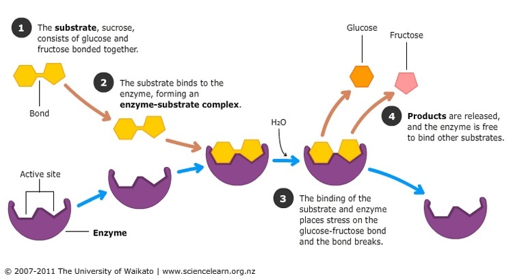 How are enzymes made?