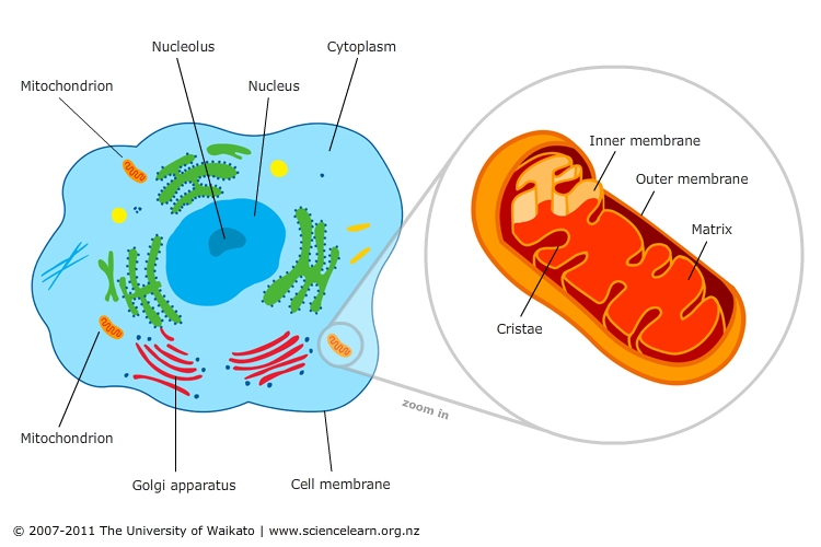 how many mitochondria does an average human muscle contain