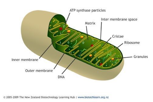 Image result for mitochondria diagram