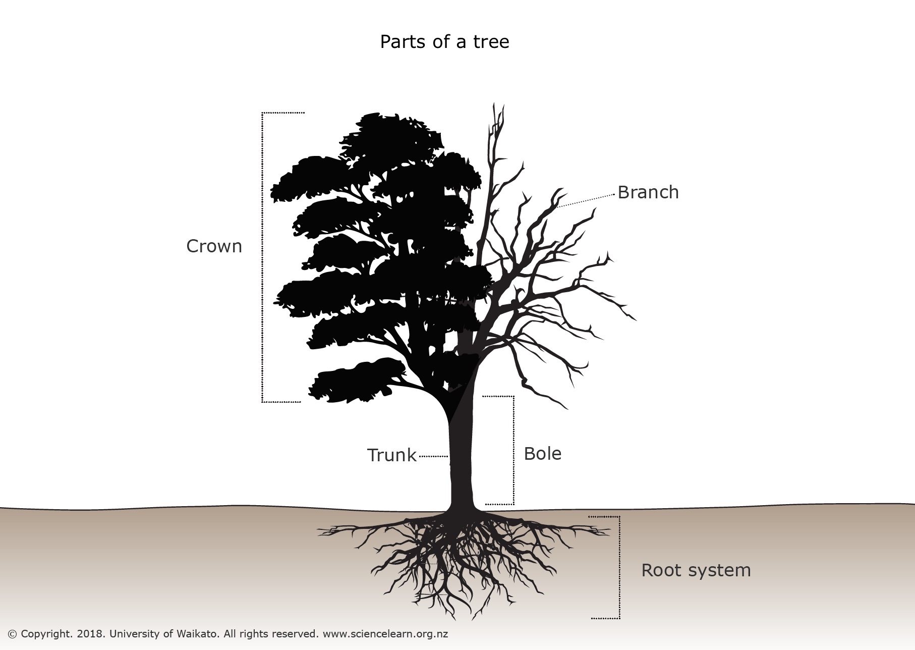 What Is A Tree   U2014 Science Learning Hub